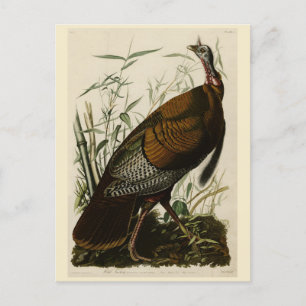 Wild Turkey (Male) from Audubon's Birds of America Postcard