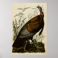 Wild Turkey (Male) from Audubon's Birds of America
