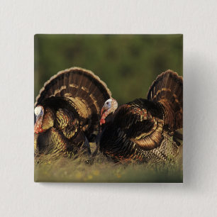 Wild Turkey, Meleagris gallopavo,males 15 Cm Square Badge