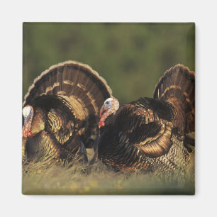 Wild Turkey, Meleagris gallopavo,males Magnet