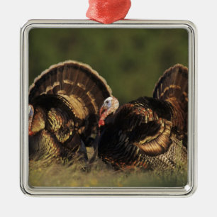 Wild Turkey, Meleagris gallopavo,males Metal Tree Decoration