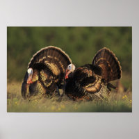 Wild Turkey, Meleagris gallopavo,males
