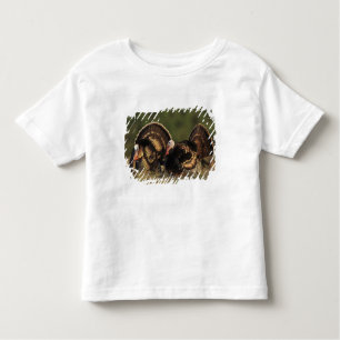 Wild Turkey, Meleagris gallopavo,males Toddler T-Shirt