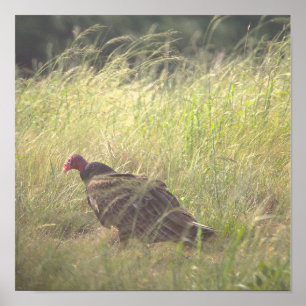Wild Turkey Photo Poster