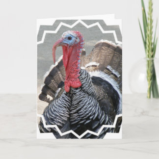 Wild Turkey Picture Greeting Card