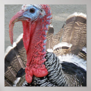 Wild Turkey Picture Poster