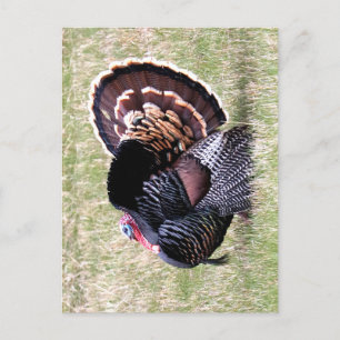 Wild Turkey Postcard