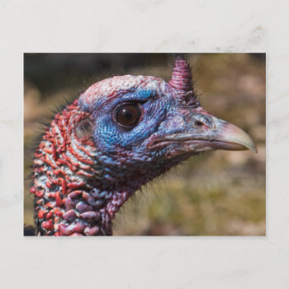 Wild Turkey Postcard