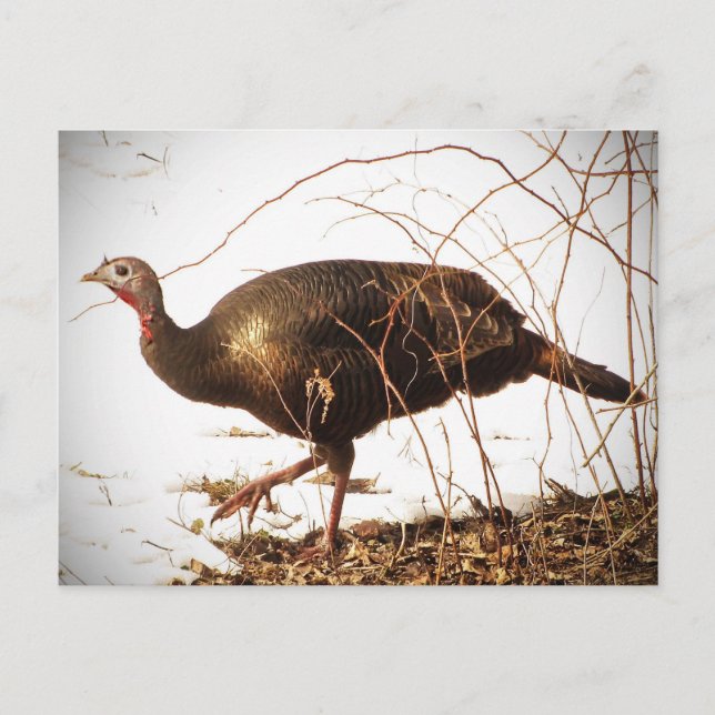 Wild Turkey Postcard (Front)