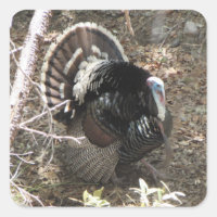 Wild Turkey Strutting for the Ladies