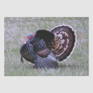 Wild Turkey Tissue Paper