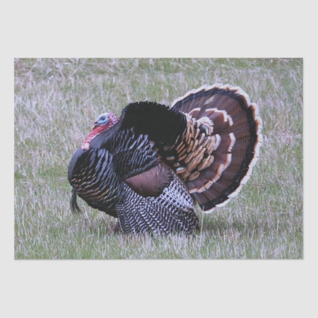 Wild Turkey Tissue Paper (Front)