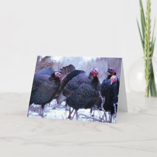 Wild Turkeys Holiday Card