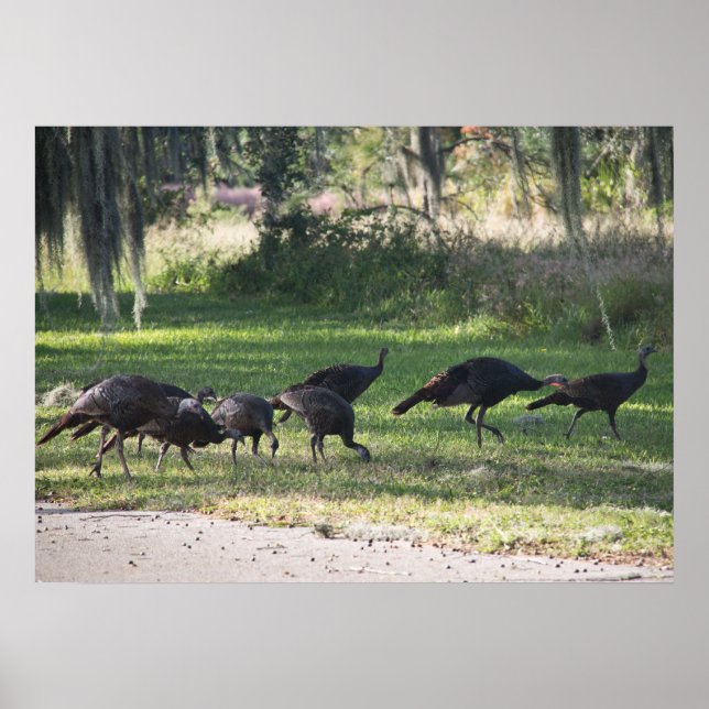 Wild Turkeys in Grass Photograph Poster (Front)