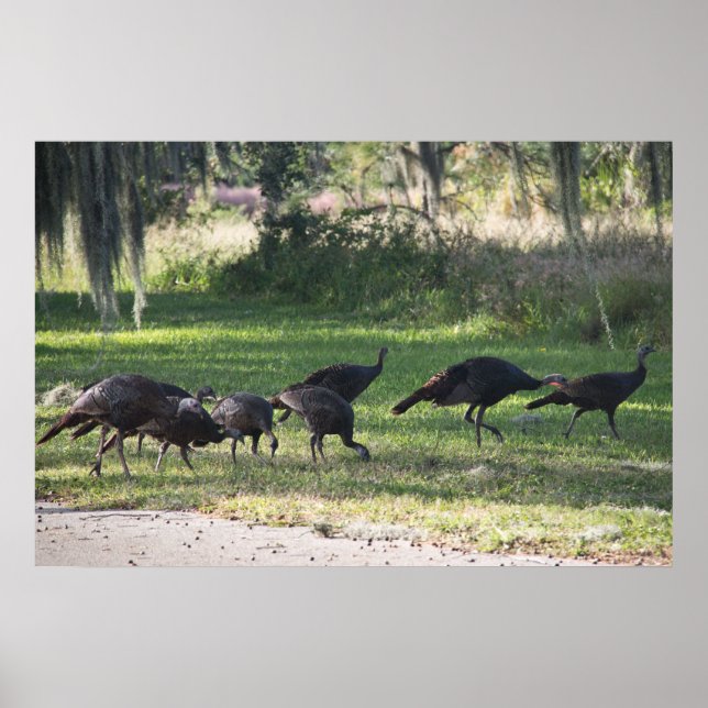 Wild Turkeys in Grass Photograph Poster (Front)