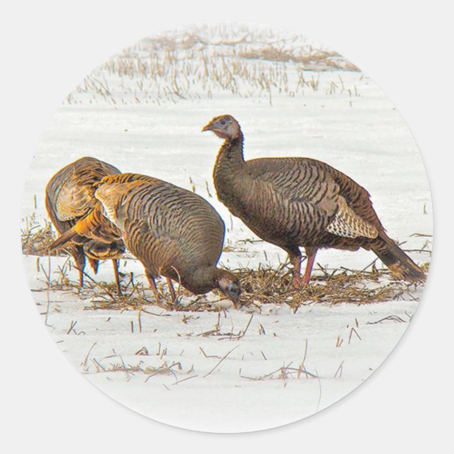 Wild Turkeys in Snow Classic Round Sticker (Front)
