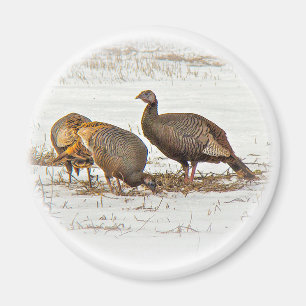 Wild Turkeys in Snow Magnet