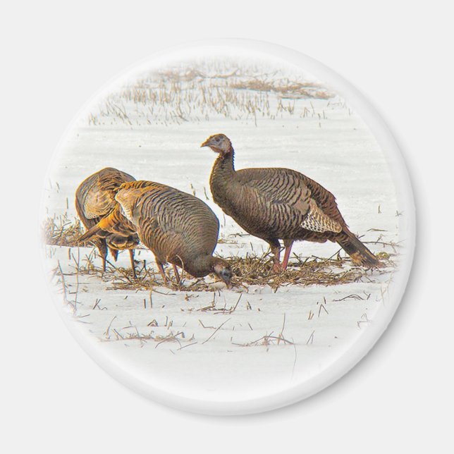 Wild Turkeys in Snow Magnet (Front)