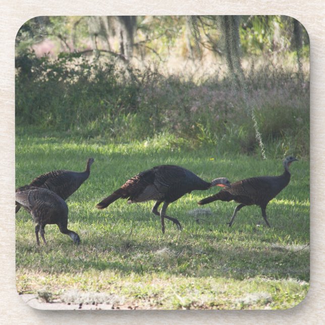 Wild Turkeys in the Grass Photograph Coaster (Front)