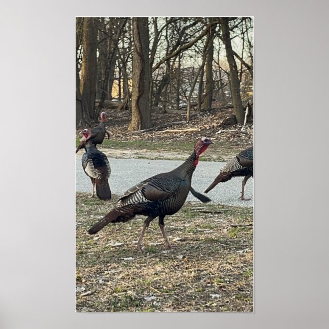 Wild Turkeys Photo Poster (Front)