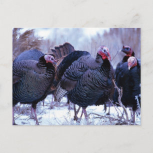 Wild Turkeys Postcard