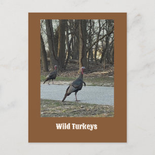 Wild Turkeys Postcard