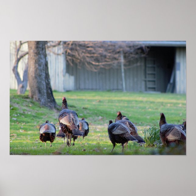 Wild Turkeys Poster (Front)