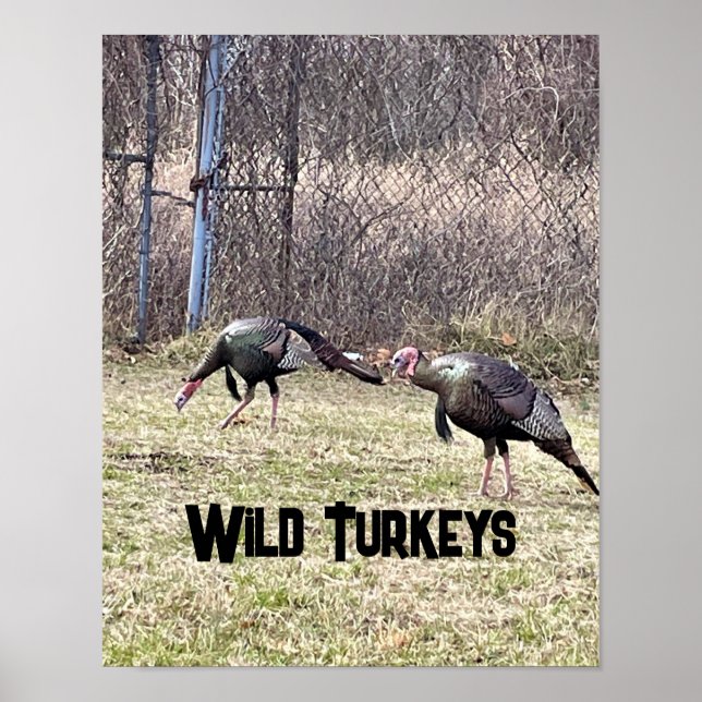Wild Turkeys Poster (Front)