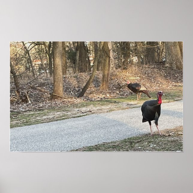 Wild Turkeys Poster (Front)