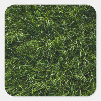 wild unruly deep grass (closeup) square sticker