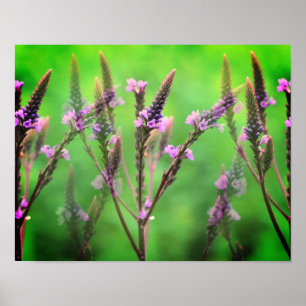 Wild Vervain Flowers Multiplied Poster