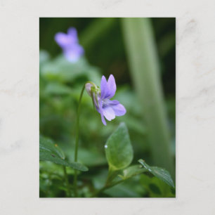Wild Violets 1 Postcard