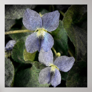Wild Violets Poster
