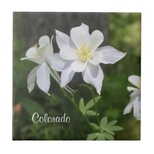 Wild White Columbine Colorado Tile