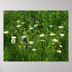 Wild White Daisy Flowers In Field Poster