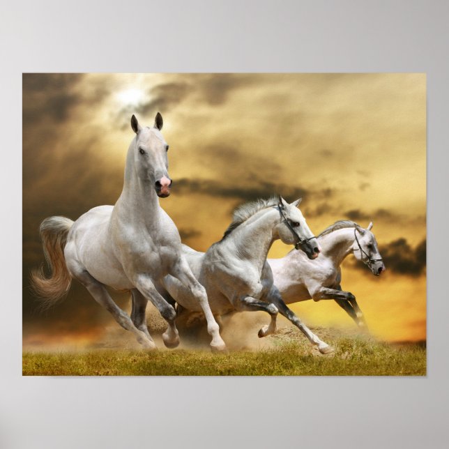 Wild White Horses Poster (Front)