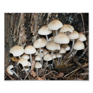 Wild White Mushrooms 10x8 Nature  Photo Print