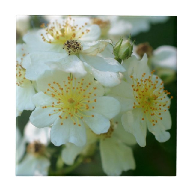 Wild White Rambling Rose Flowers Nature Tile (Front)