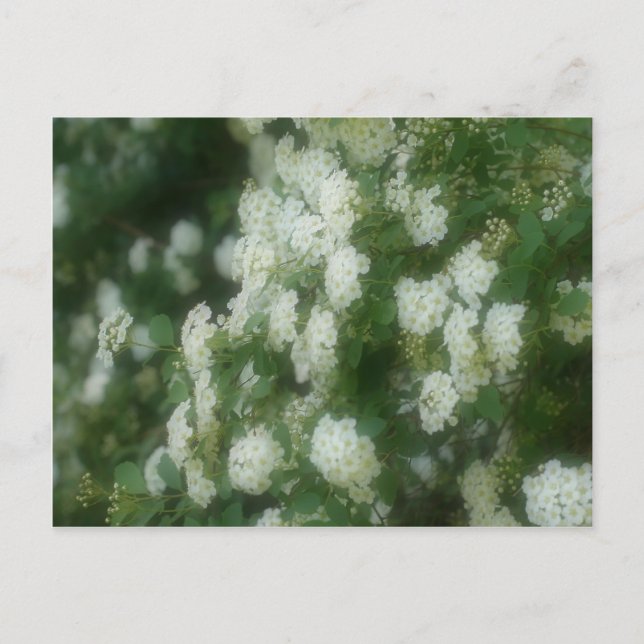 Wild White Rambling Roses Flowers Postcard (Front)