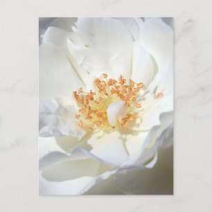 Wild White Rose Floral Photography Bridal Shower P Invitation Postcard