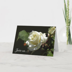 Wild White Rose Greeting Cards