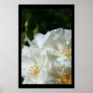 Wild White Roses 3 Floral Photography Poster