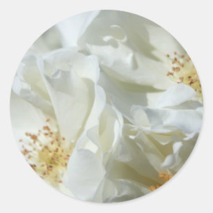 Wild White Roses floral photography Sticker