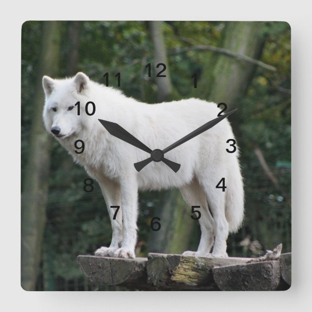 Wild White Wolf Square Wall Clock (Front)