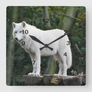 Wild White Wolf Square Wall Clock