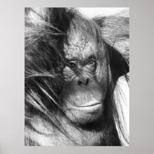 Wild Wind Swept Orangutan in Black and White Poster