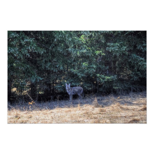 Wild Winter-coated Coyote in Forest Shadows Photo Poster (Front)