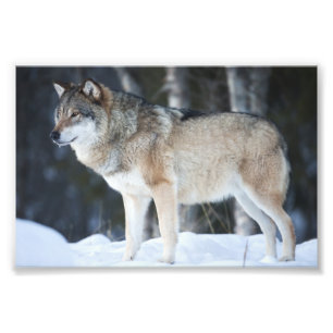 Wild Wolf Photo Print