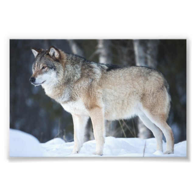 Wild Wolf Photo Print (Front)