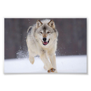 Wild Wolf Photo Print